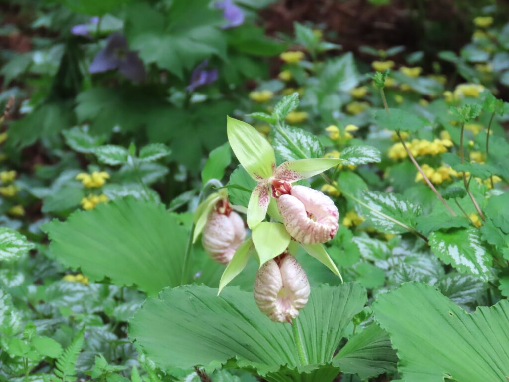 かれんなクマガイソウ 2万株一斉に咲きました｜お知らせ｜二本松市
