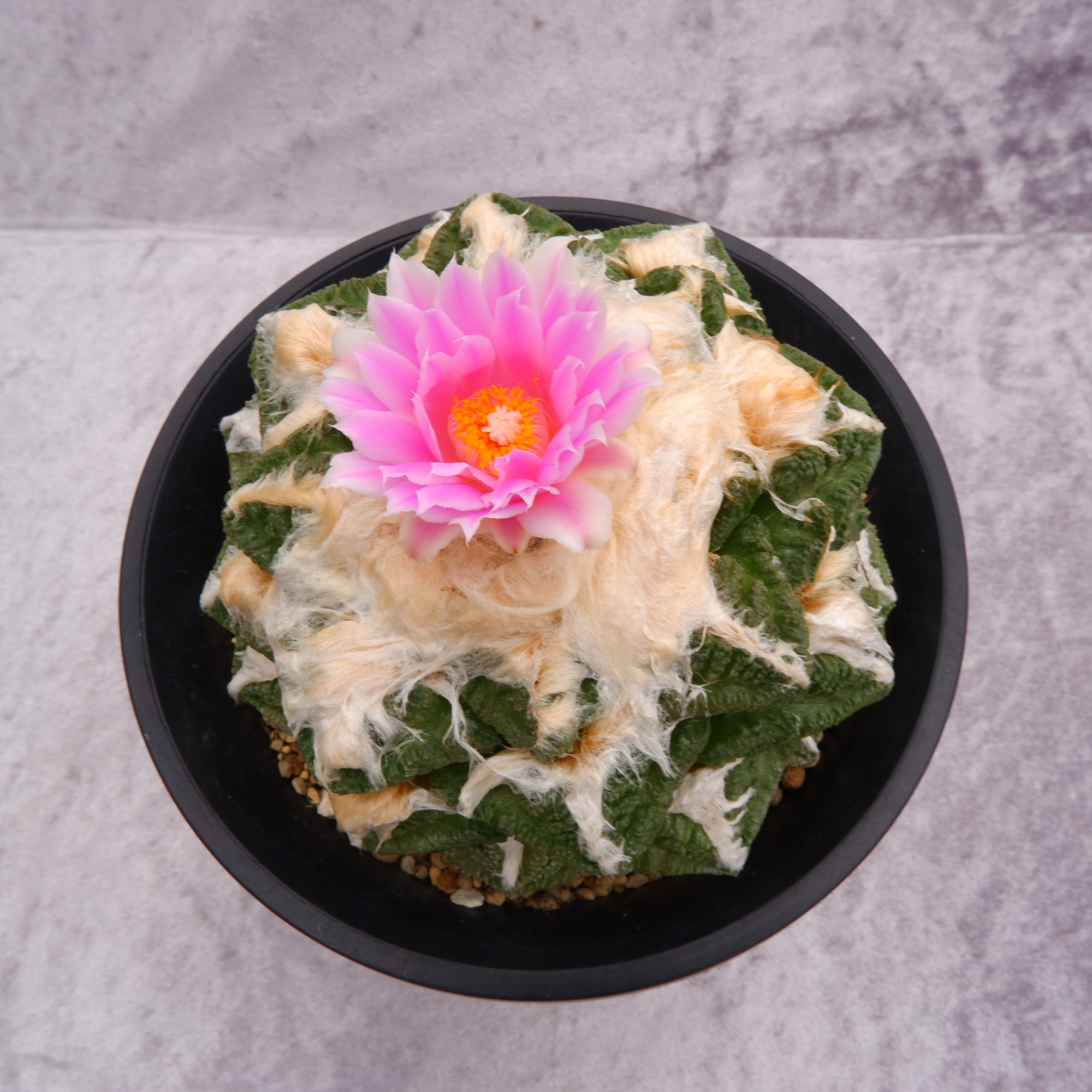 商品詳細 - 信州西沢サボテン園