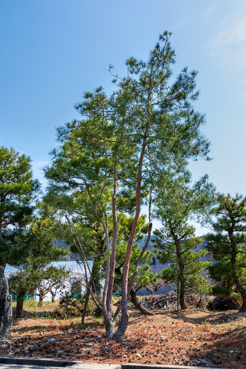 飛騨赤松・苗木販売『西田司園』|飛騨の赤松 様々な形状