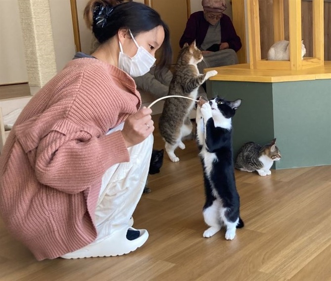 ボス猫の「ポン太」は10歳のオス。店の入り口に座り、貫禄十分だ