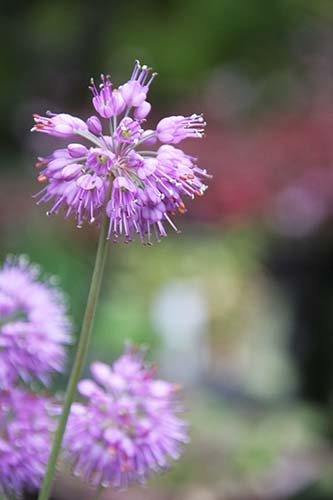 ヤマラッキョウ（山辣韮）の育て方｜仲間のミヤマラッキョウ - 山野草