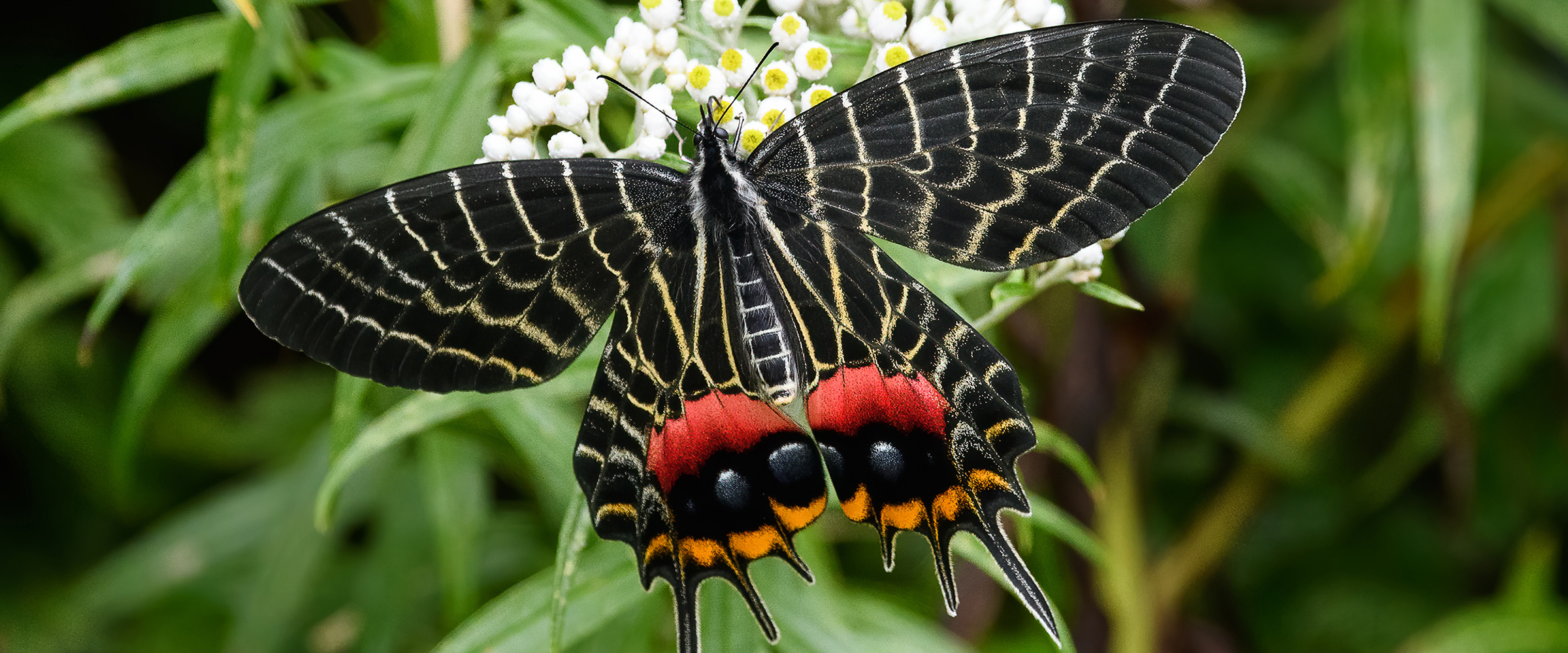 The Bhutan Glories and Shoskom – the Bhutan Glories' Hill - SBBT