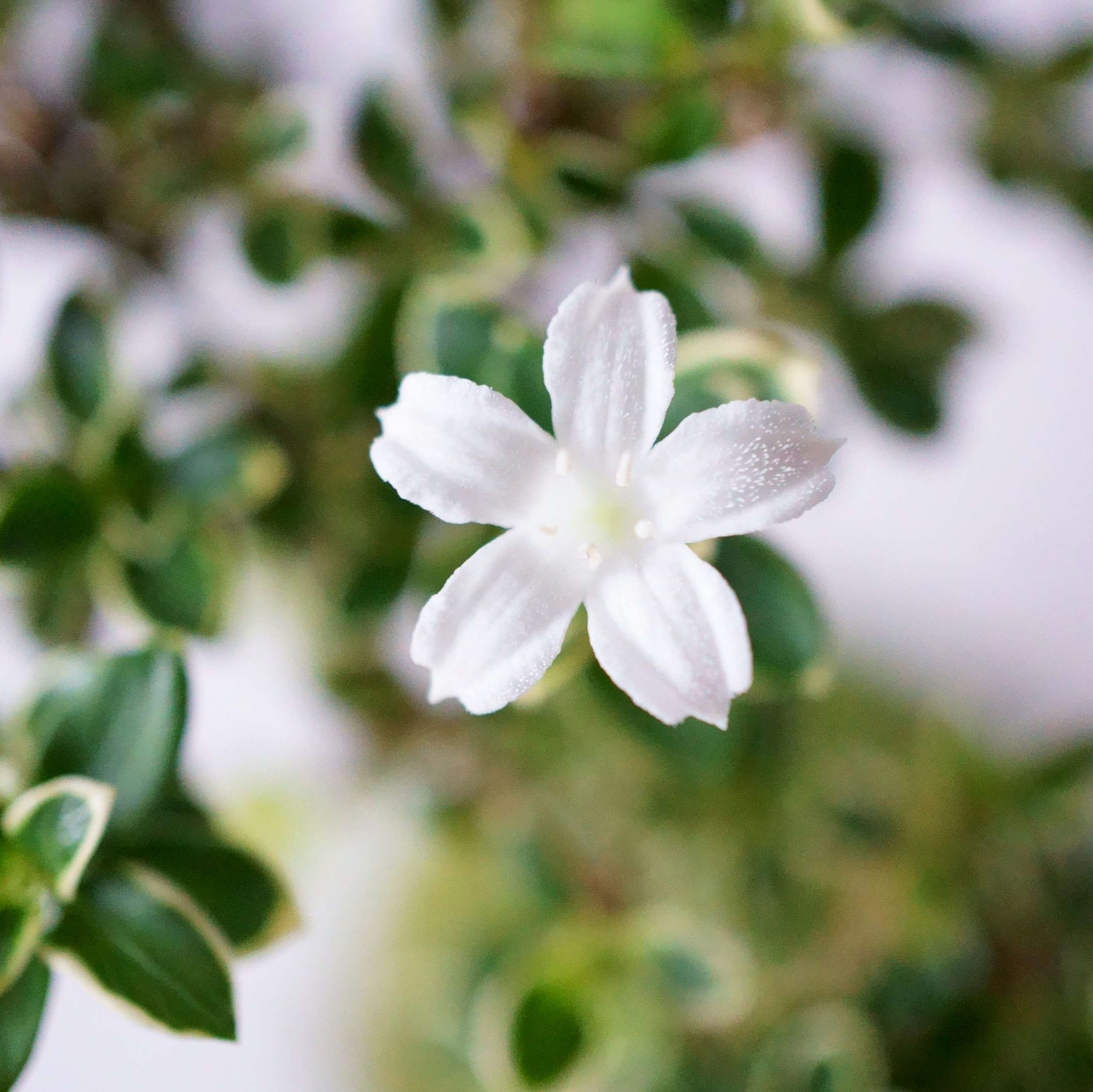 白鳥花｜石木花図鑑｜石木花｜SEKIBOKKA｜盆栽