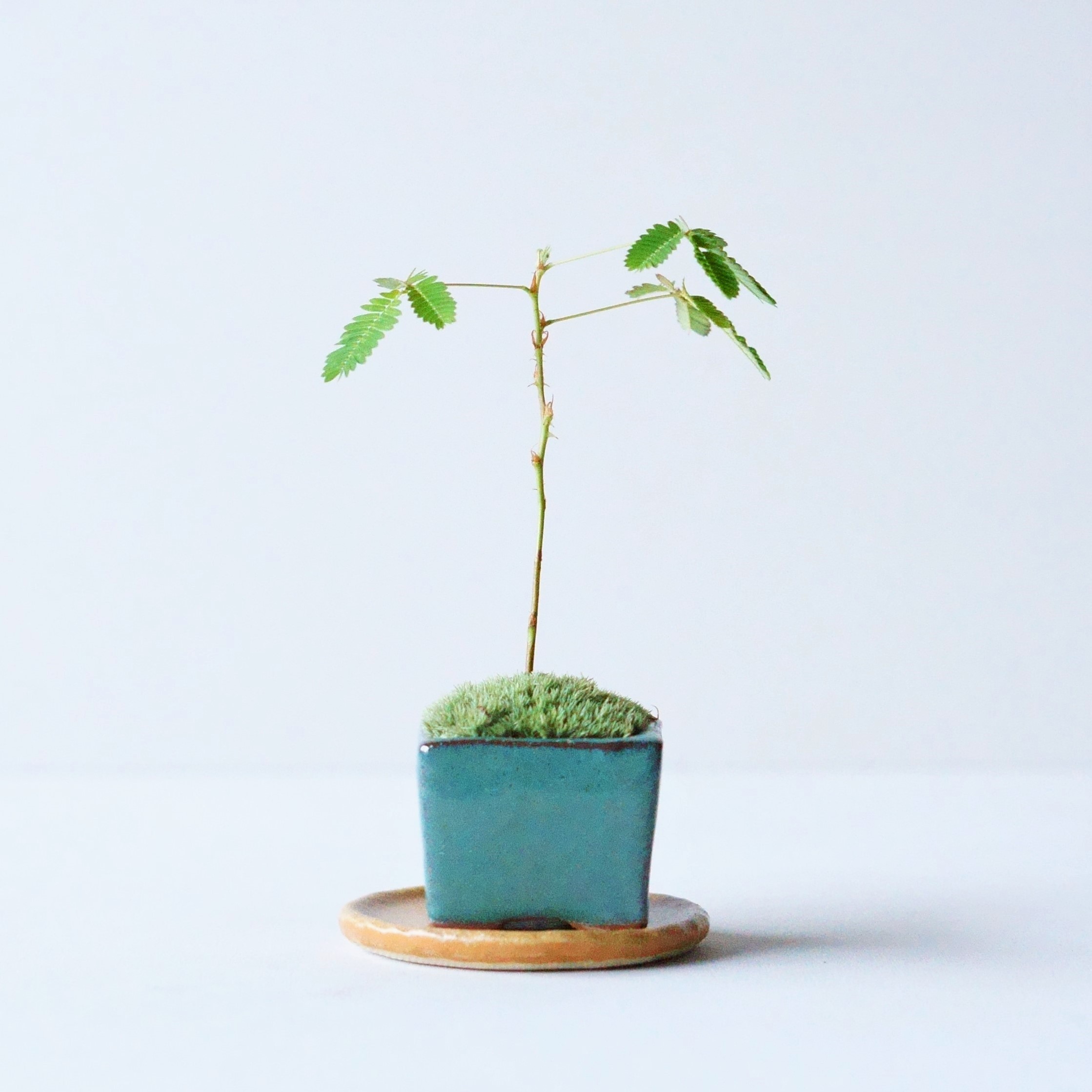 天皇梅｜石木花図鑑｜石木花｜SEKIBOKKA｜盆栽