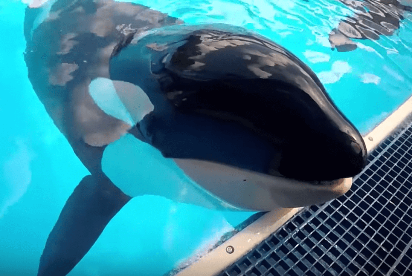 Orca Kayla's Cause of Death at SeaWorld Announced | PETA
