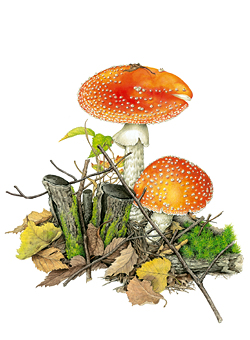 森のきのこ展 －小林路子・美しい菌類画の世界－ | フィリア美術館