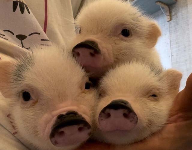 ぶたに癒やされたい人は神奈川県横浜市の猫豚カフェPIGCATへ