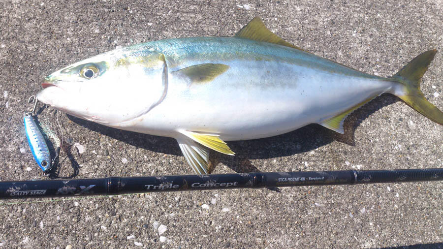 SALTYSTAGE KR-X Triple Concept(ソルティーステージKR-Xトリプル