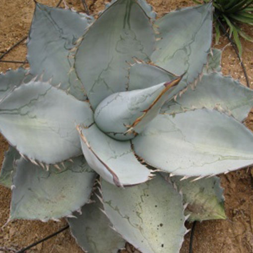 Agave titanota 'White Ice' – Rancho Tissue