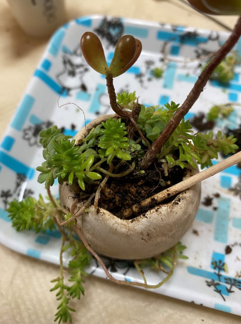 数年に1回でOK】セダムの寄せ植えのメンテナンス | レトニワ