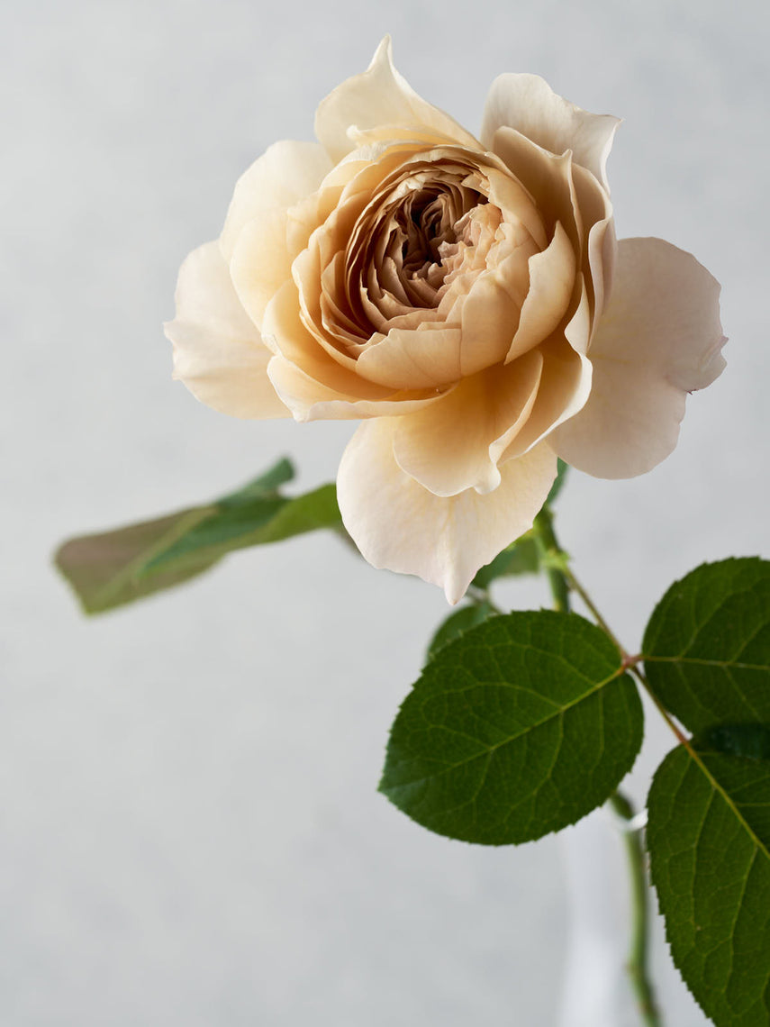 わばら図鑑 – タグ 