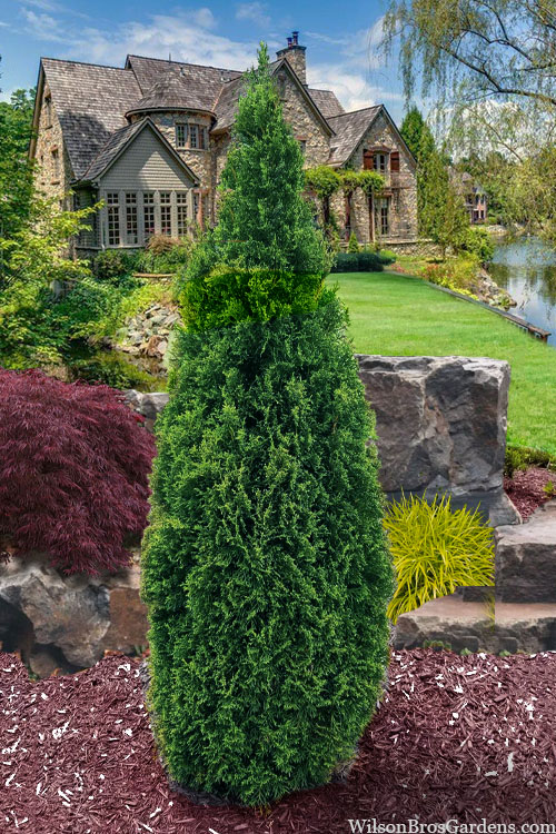 thuja-occidentalis-emerald-