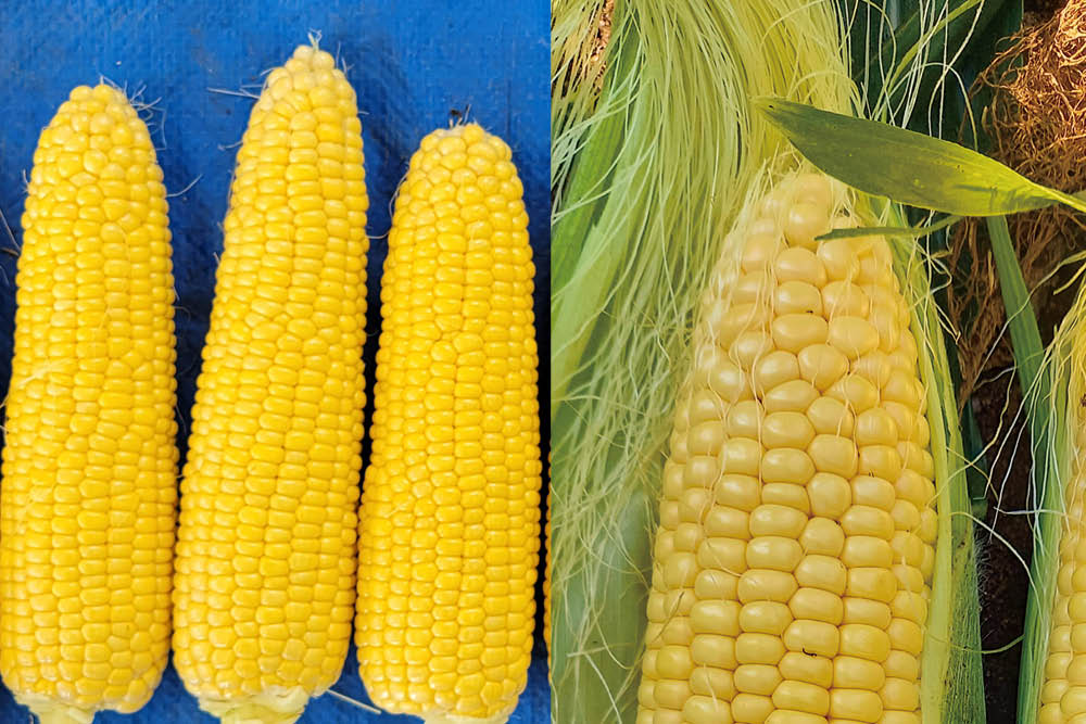 スイートコーン 【ミルキーシュガー85 ®】 早生・大穂イエロー