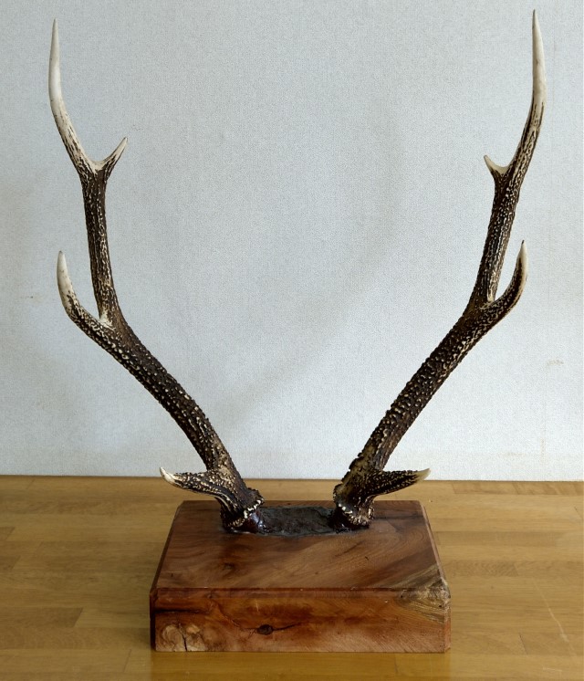 鹿の角 鹿角（L） | VENISON PET FOOD ｜ yamagochi やまゴチ