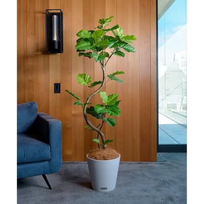 EMILIO ROBBA（エミリオ・ロバ） | グリーン（観葉植物） | リビング