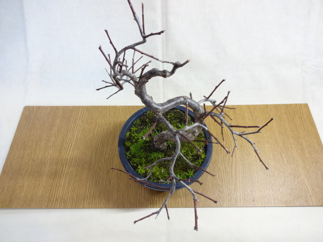 盆栽の販売通販（緋梅(5)） 株式会社 原田園芸（原田園芸）