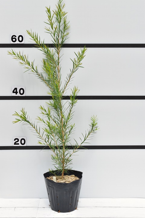 メラレウカ スノーインサマー｜メラレウカの生産販売 タナカ園芸