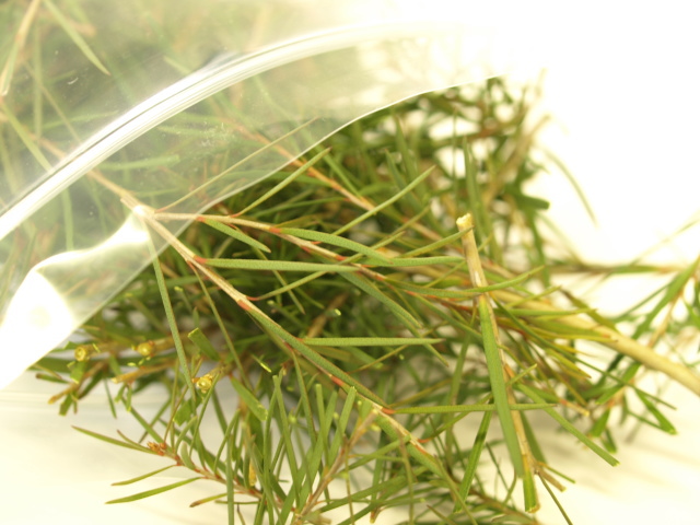 herbique（ハービック）蒸留用ハーブ ティーツリー1パック 香りの樹