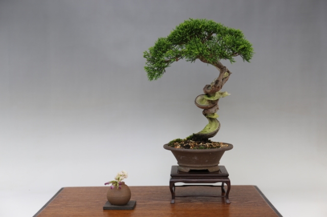 糸魚川真柏 A0198☆松柏 真柏 小品盆栽☆「送料無料」浦部陽向園