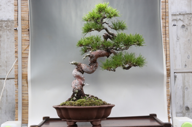 赤松 A1018☆松柏類 アカマツ 大品盆栽☆「送料無料」浦部陽向園