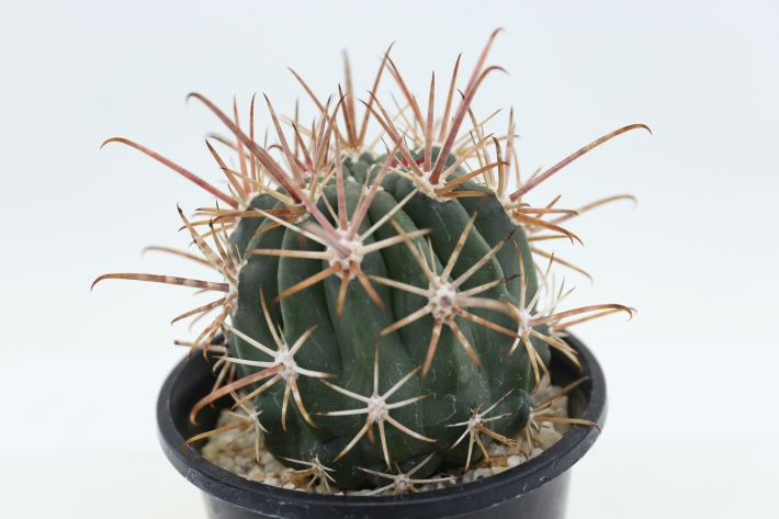 紅裳竜 実生 A2617☆フェロカクタス サボテン☆浦部陽向園