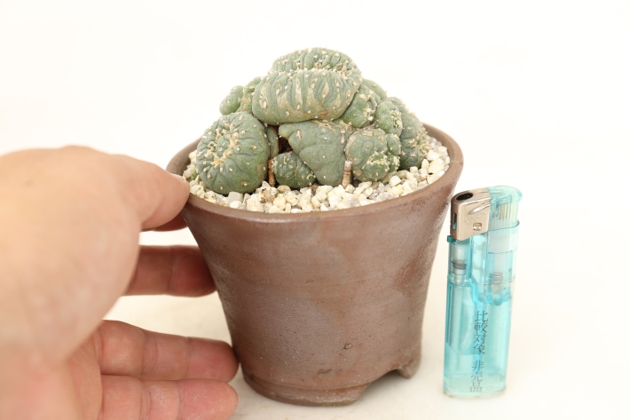 銀冠玉モンスト 接ぎ降し実根 A2962☆ロフォフォラ サボテン☆「送料