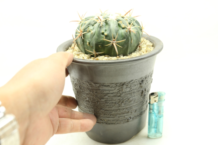 狂刺綾波モンスト 実生 A2986☆ホマロケファラ 綾波 サボテン☆「送料