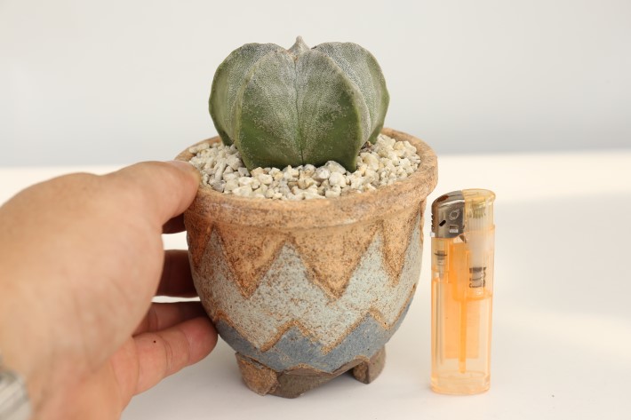 ランポー玉 実生 A3307☆アストロフィツム サボテン 数量もの☆ギフト