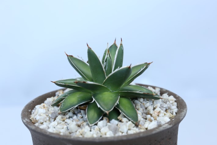 王妃笹の雪B型 実生 A3377☆アガベ 多肉植物☆「送料無料」浦部陽向園