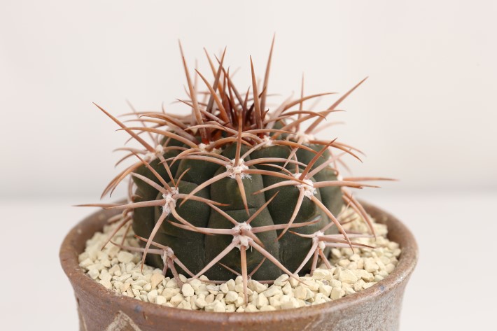 奇話摩天竜 実生 A3245☆ギムノカリキウム サボテン☆「送料無料」浦部