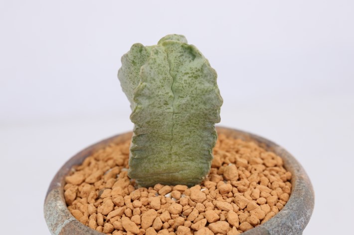 クラサ 輸入球 A3530☆ホワイトスロアネア ガガイモ 多肉植物☆「送料