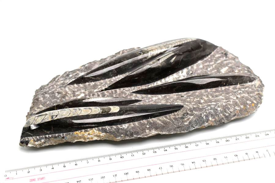 オルソセラス（直角貝/Orthoceras）化石プレート｜モロッコ産