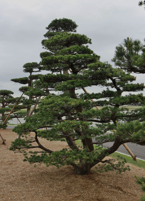 5月8日は松の日だそうです、シンボルツリー五葉松は - 四季のMYガーデン