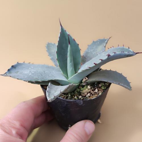 やましち山野草店 / 多肉植物 アガベ パリー トランカータ 7.5〜9cm