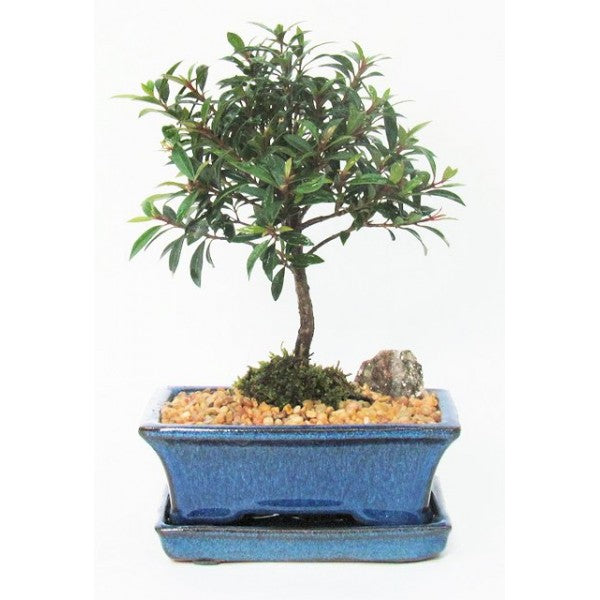 Brush Cherry Eugenia Myrtifolia Bonsai Small – Zen Garden and Bonsai