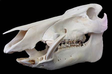 イノシシ - 野生動物管理学研究センター