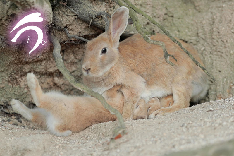 うさぎさんは時間に正確？≪大久野島のうさぎさんを観察しよう