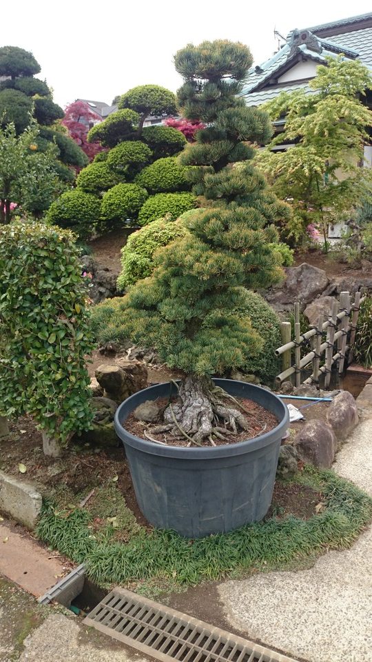 八房五葉松 超美品04 お勧め品 | 有限会社 山田植木