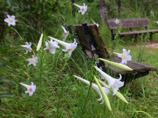 テッポウユリがあるお庭（シンテッポウユリ/タカサゴユリ）｜山崎造園
