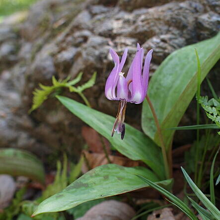 カタクリとは｜ヤサシイエンゲイ