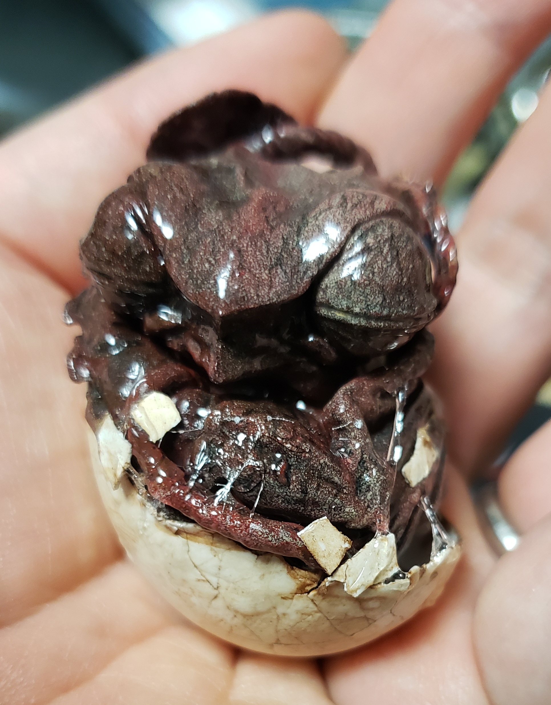 ギャオス(幼体) リペイント＆アレンジ – 模型補完委員会