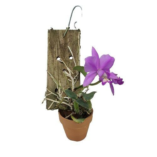 花なし株】 カトレア ノビリオール 'ドンラファエルウェンゼル' C