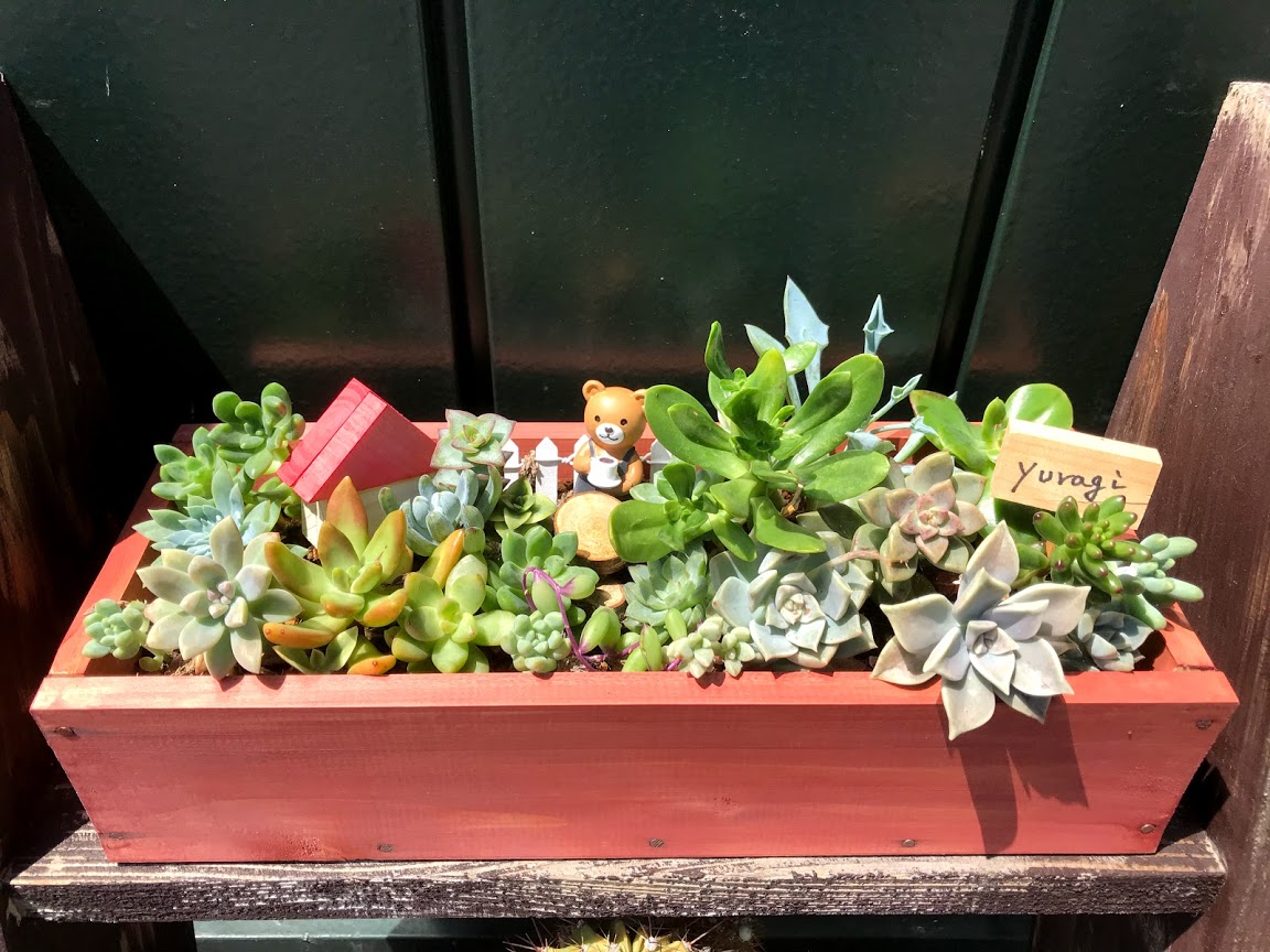 プランタ作りと多肉植物寄せ植え – 癒楽木 木工教室・木工キット