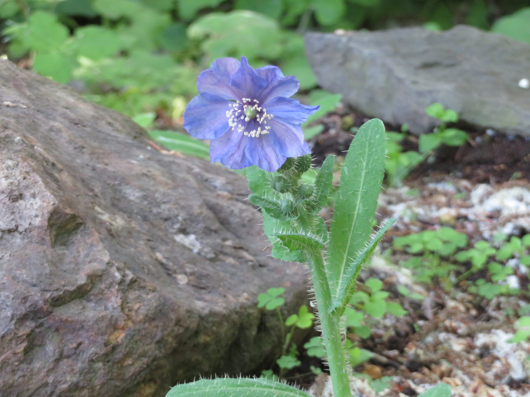マグノリア アシェイ開花しました（メコノプシス ホリドゥラ苗販売情報