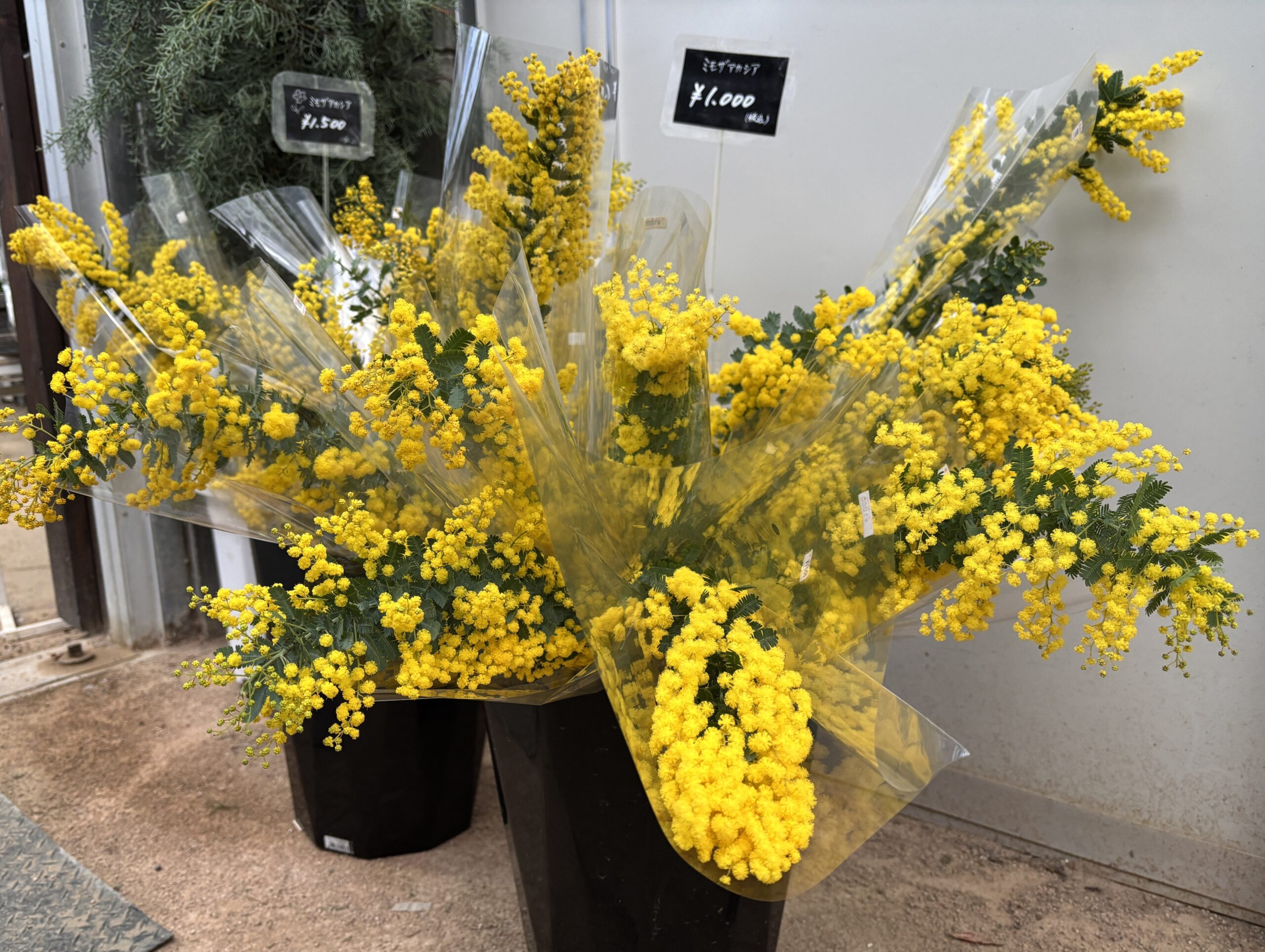 ガーデンショップにミモザの切り花入荷しました(2026年2月12日) | 百合
