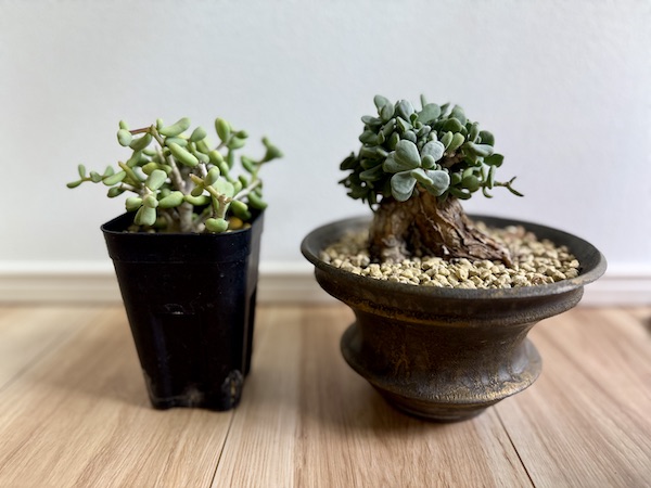 ケラリア・ピグマエアの環境影響による葉性変化について【屋外vs室内