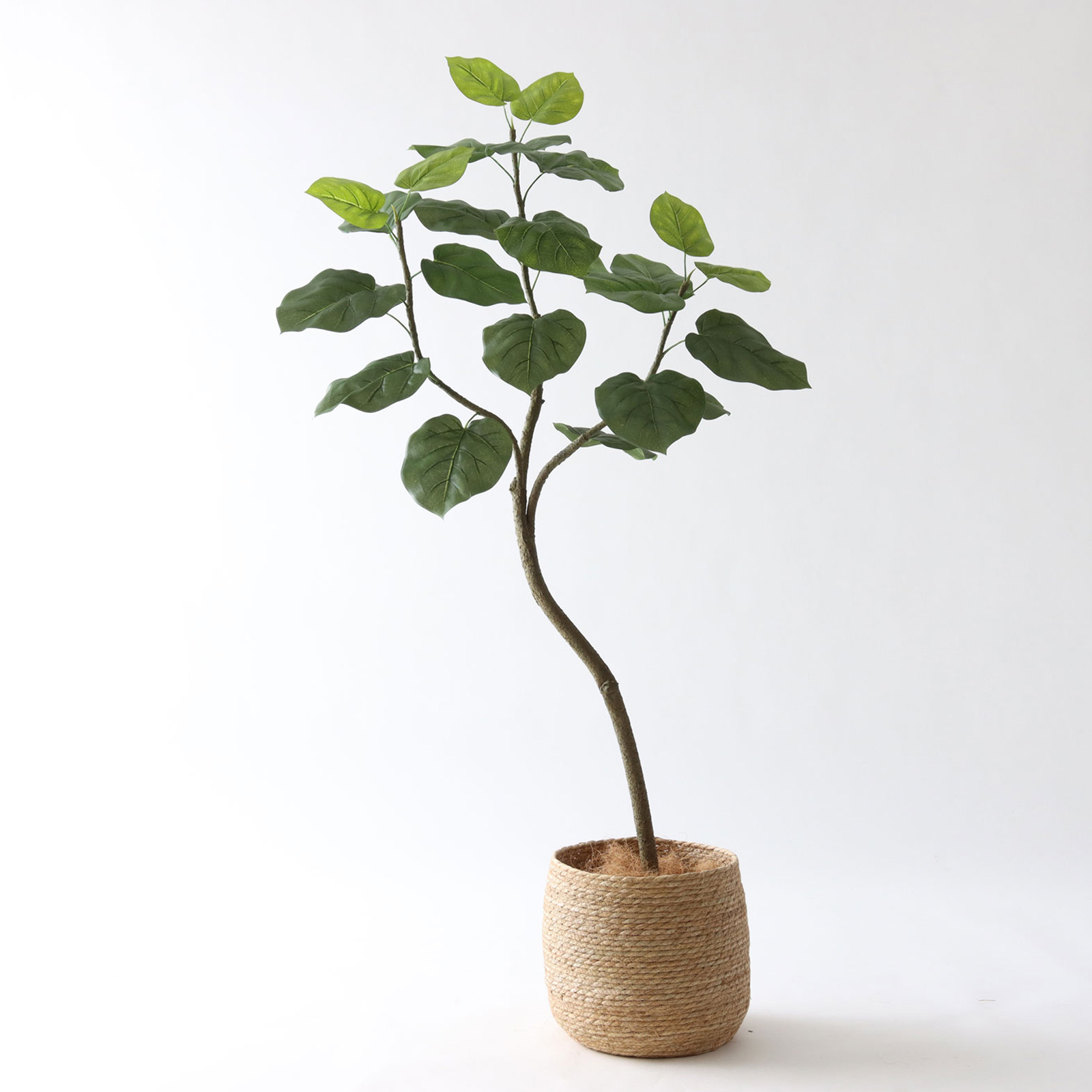 コーヒーの木 | プレミアム光触媒フェイクグリーン 造花ドットコム