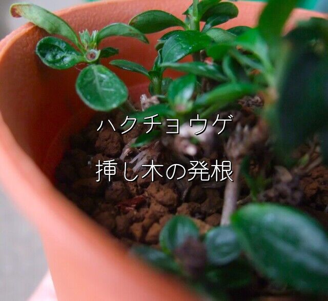 ハクチョウゲ挿し木の根～見えています！ 盆栽 挿し木 垣根 白鳥花
