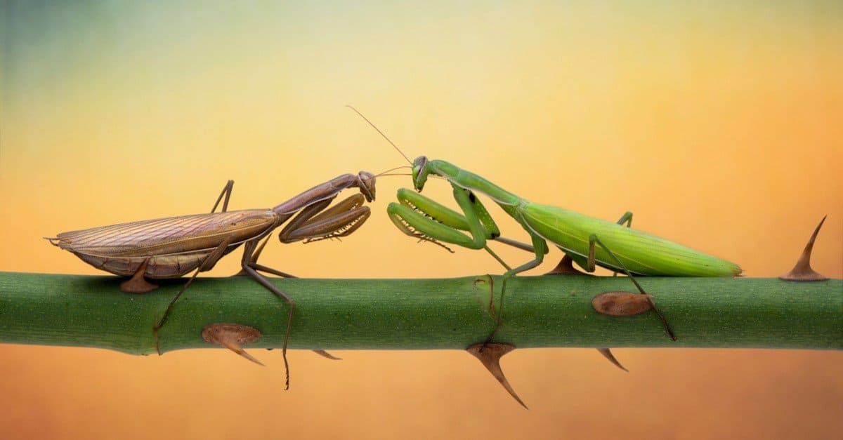 Praying Mantis Animal Facts - Mantodea - A-Z Animals