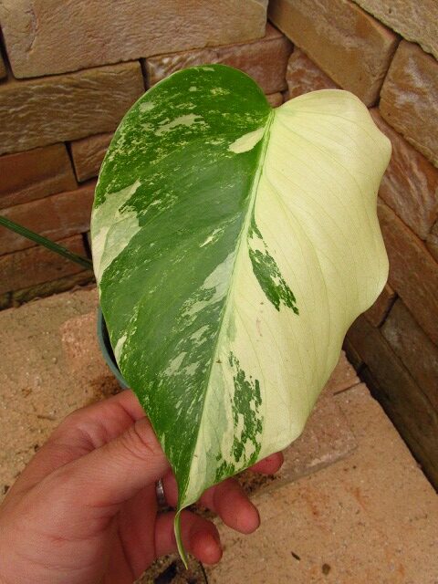 モンステラ ボルシギアナ セブブルーミント(Monstera deliciosa var